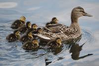 Mother-duck abundantly blessed with children