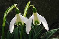 Who does not know the non-reversible blossoms of the Snow Drops?