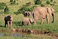 African Bush Elephants