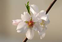 One of numberless blossoms on the almond