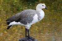 Upland Goose – male