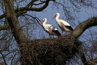 White Stork Couple on the Nest