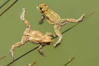 True Toads (Bufonidae)