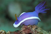 Hypselodoris bullockii with Sipadan in front of Borneo