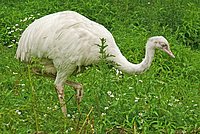 Greater Rhea (Rhea americana)