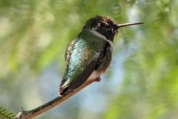 Hummingbird in Arizona