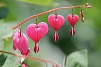 Lamprocapnos spectabilis
