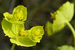 Serrated Spurge, Euphorbia serrata