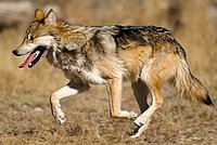 Mexican Wolf (Canis lupus baileyi)