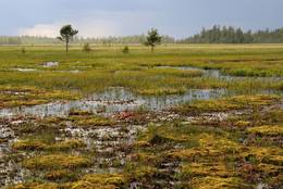 Swamp: Aapa mire, Finland