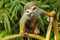 You can see how busy the Squirrel Monkey is.
