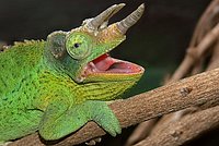 Three-horned Chameleon