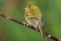 Yellowish Flycatcher in Panama