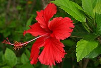 Chinese Hibiscus (Hibiscus rosa-sinensis)
