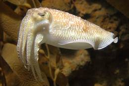 This Cuttlefish seems to doze