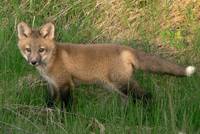 Red Fox Kid (Vulpes vulpes)