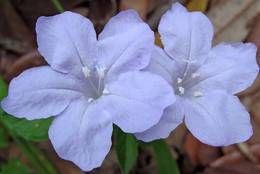 Ruellia caroliniensis – so-called Carolina wild petunia