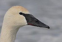 Trumpeter Swan – head study