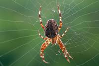 European Garden Spider at a late summer morning with back light.