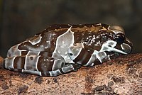 Trachycephalus resinifictrix