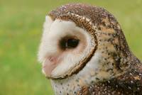 The Australian Masked Owl has an especially pronounced veil
