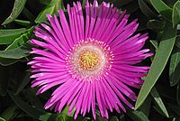 Carpobrotus acinaciformis with completely opened blossom