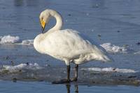 Whooper Swan in wintering grounds in Denmark.