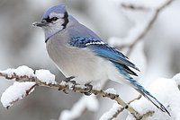 Blue Jay (Cyanocitta cristata)