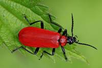On green a Cardinal Beetle naturally looks especially good.