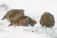 Grey Partridges in snow