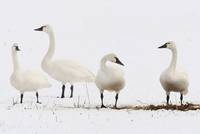 The Tundra Swan in its wintering grounds