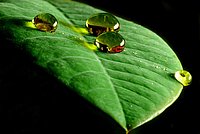 The Lotus-Effect combined with light produces wonderful objects.