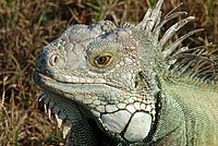 An Iguana as an interesting exponent of the reptiles