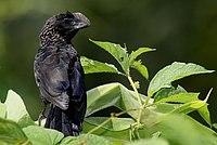 Smooth-billed Ani in the sunshine