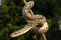 Argentine Rainbow Boa (Epicrates cenchria alvare)
