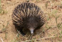Short-beaked Echidna - in spite of all alikeness more ethnic as a hedgehog.