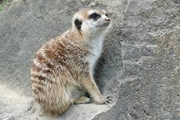 Meerkat sitting on stones