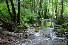 Creek in a forest in Thüringen