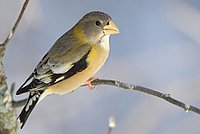 Female Evening Grosbeak