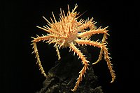 Californian King Crab (Paralithodes californiensis)