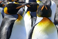 No - they are not humans, probably they just enjoy the sun.