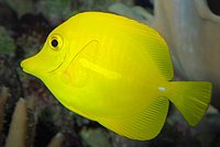 A Yellow Tang is  especially attractive because of its completely uniform colours.