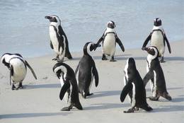 and they look active these penguins