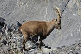 Alpine Ibex in the Welsh Alps