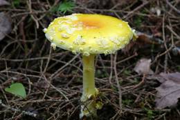 Yellow Fly Agaric (Amanita muscaria var. Guessowii)