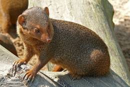 The Common Dwarf Mongoose is intently watching its environment.