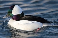 Male Bufflehead