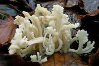 Clavulina cristata in the moist autumn forest