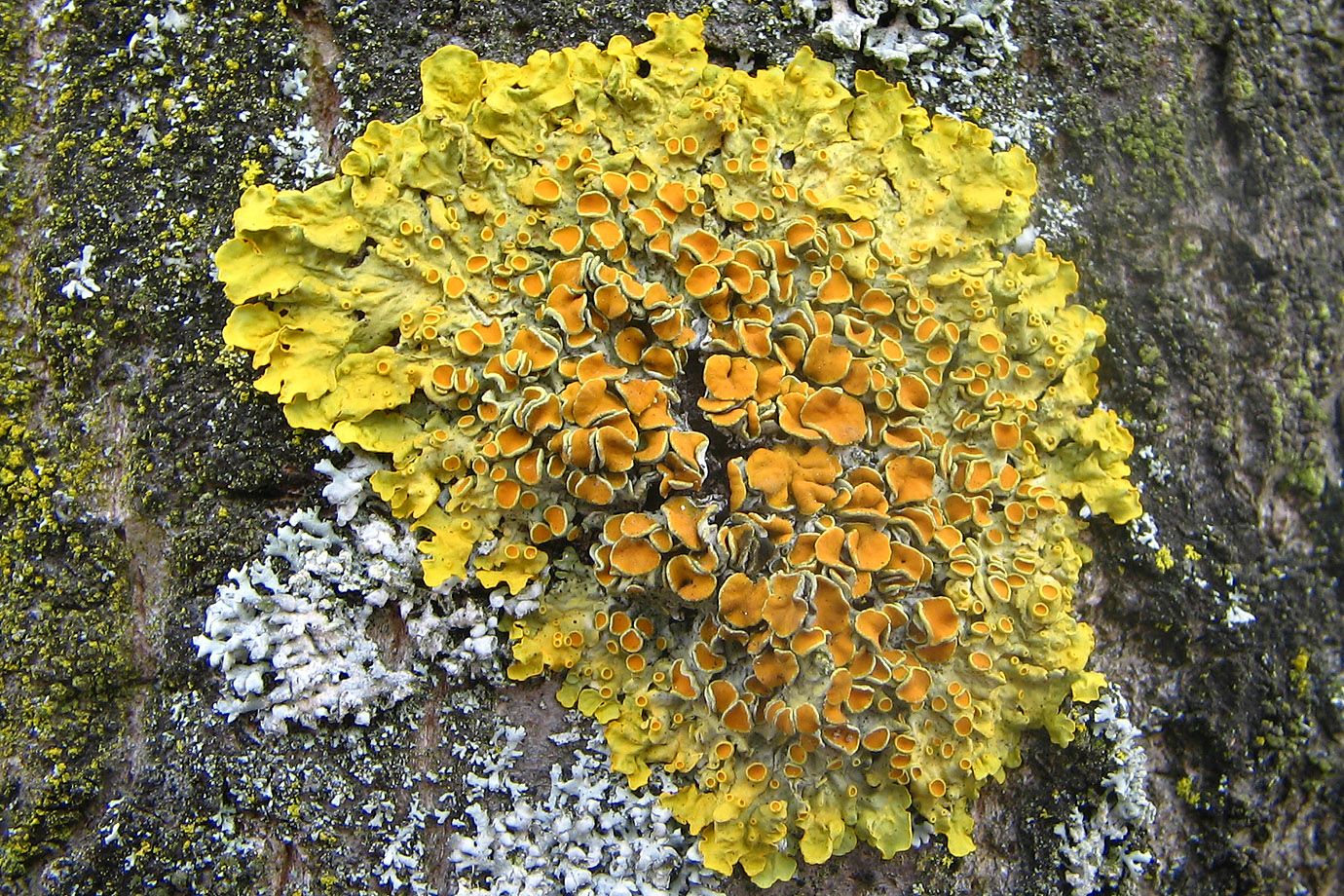 Common Orange Lichen, Xanthoria parietina Common Orange Lichen, Xanthoria parietina