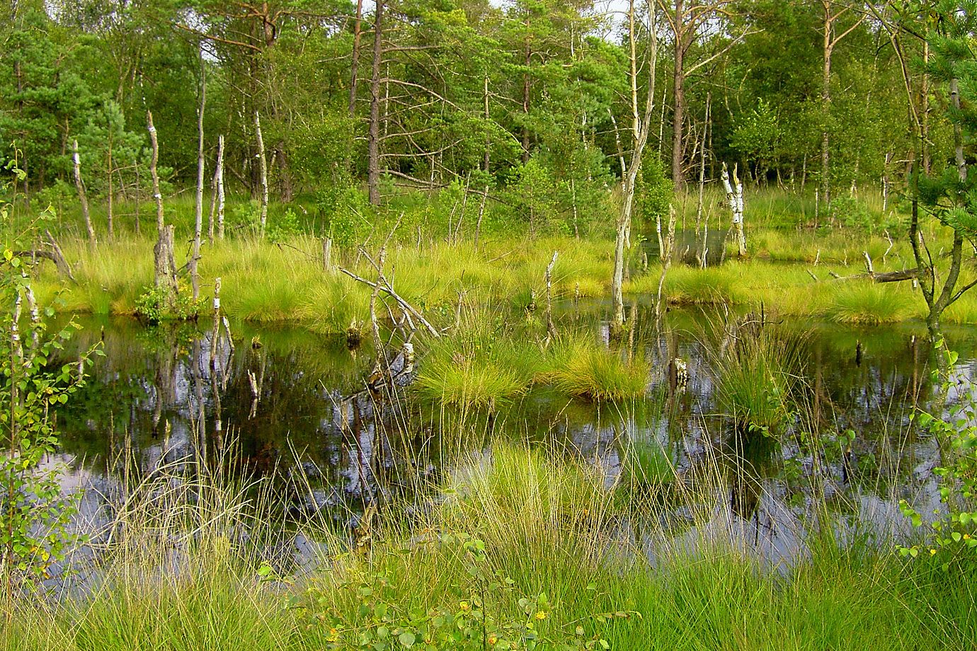 The Pietzmoor is the largest continuous marsh in the Lüneburg Heath